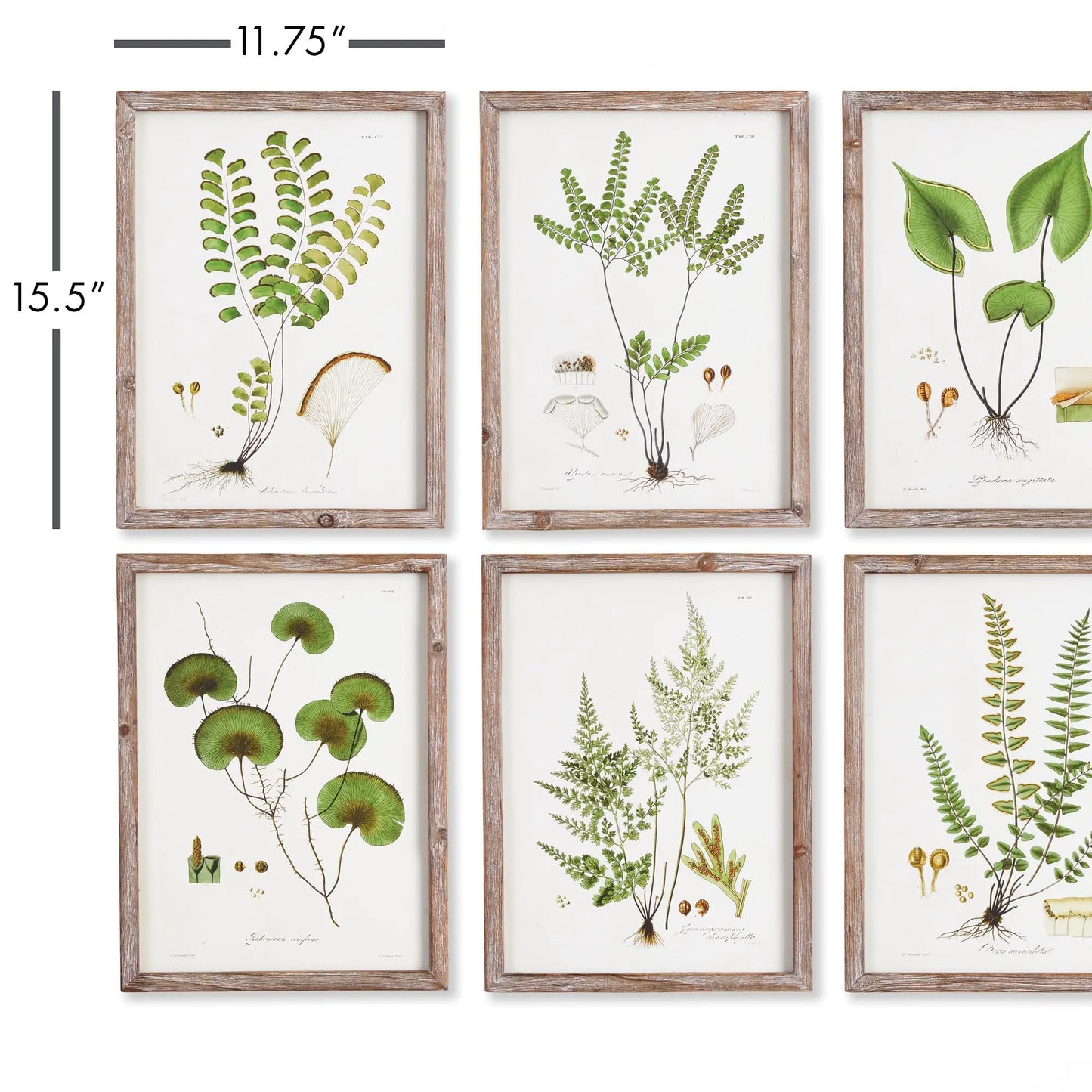 SHADE GARDEN STUDY, SET OF 6 - view 2