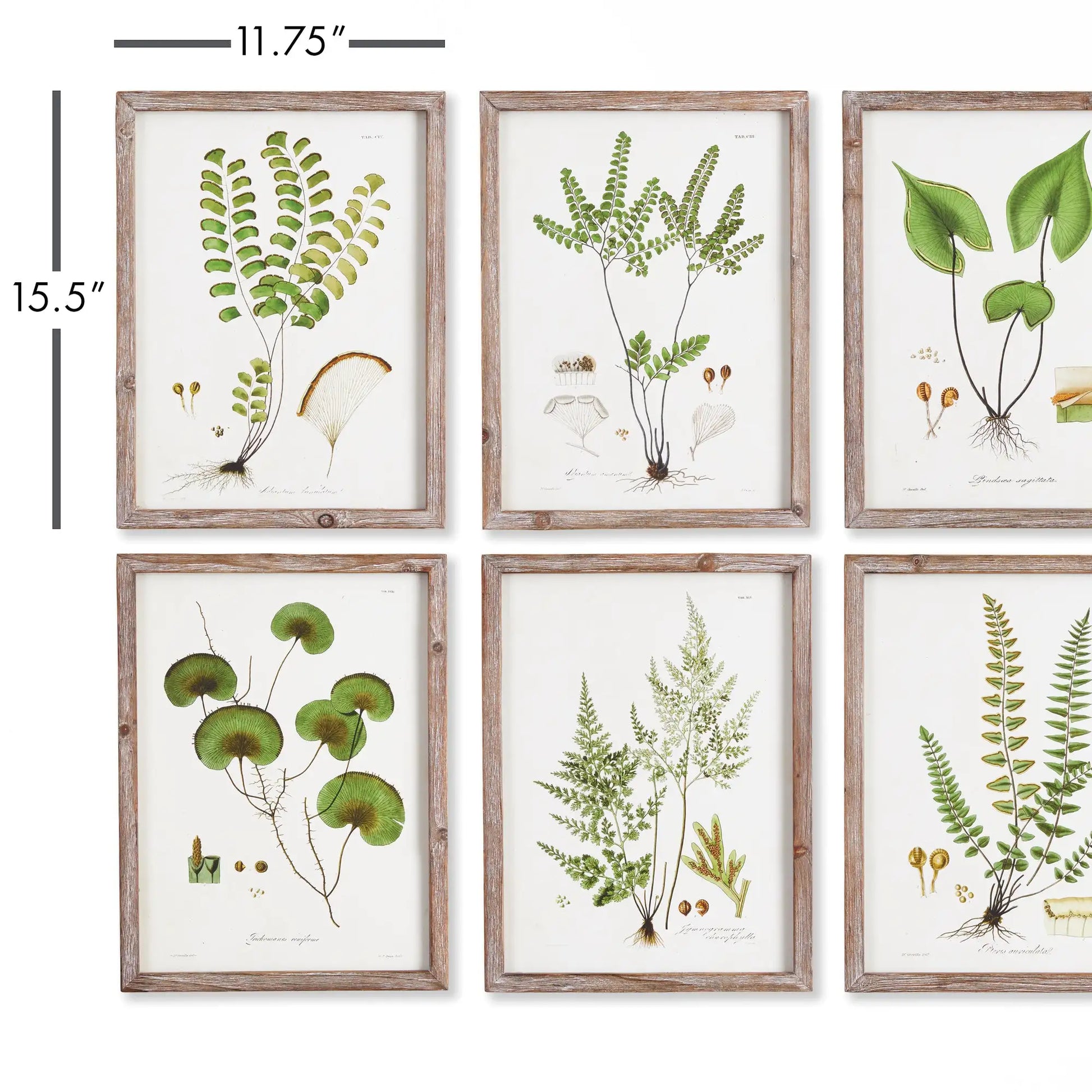 SHADE GARDEN STUDY, SET OF 6 - view 2