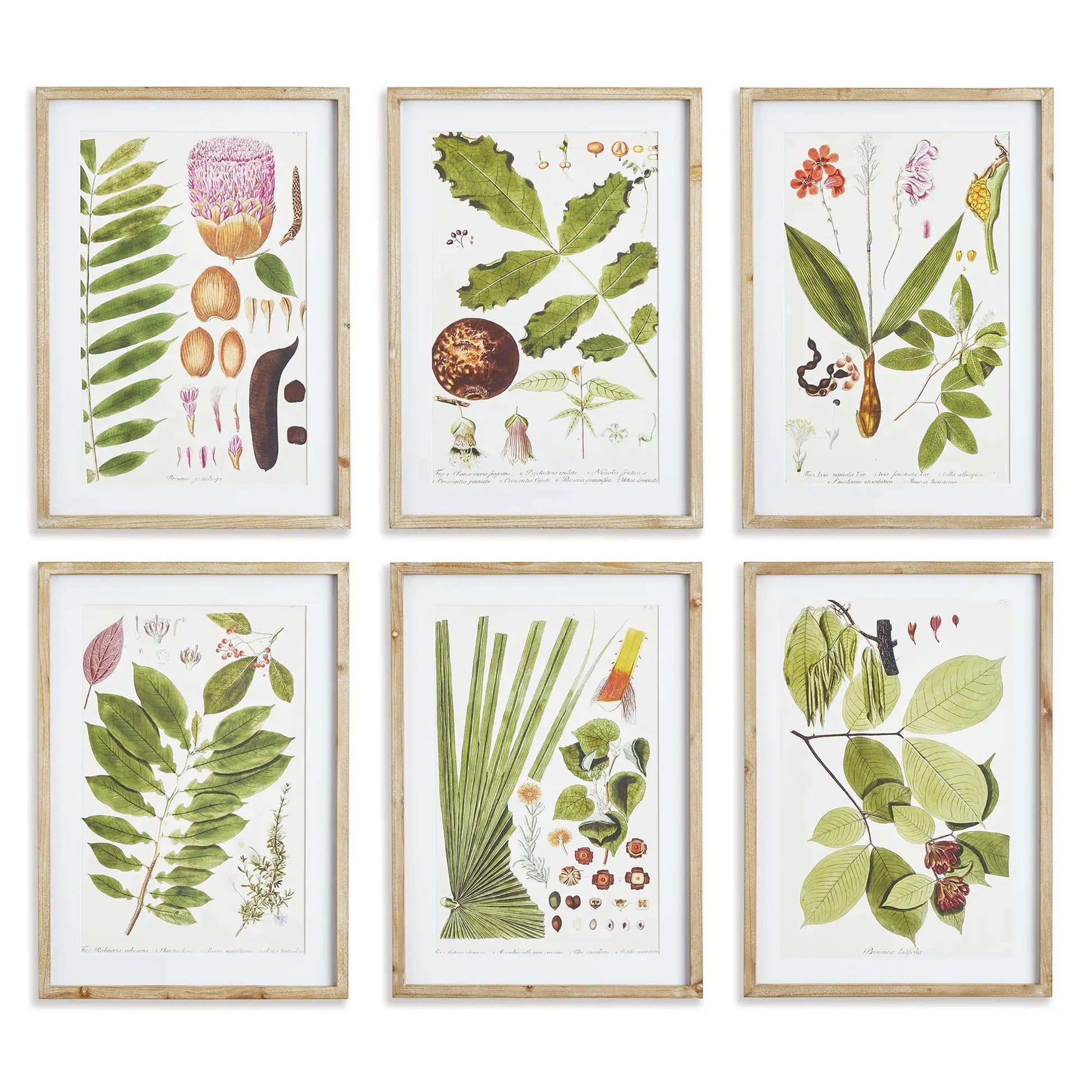 LEAF BOTANICAL STUDY, SET OF 6