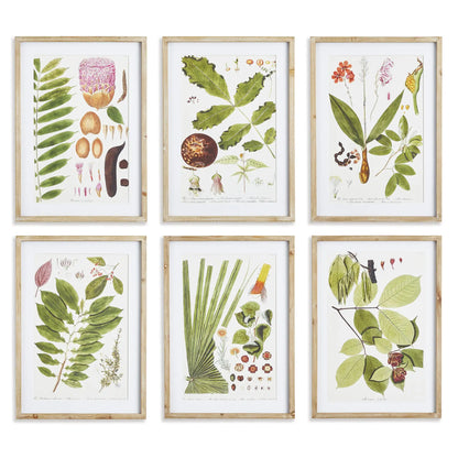 LEAF BOTANICAL STUDY, SET OF 6