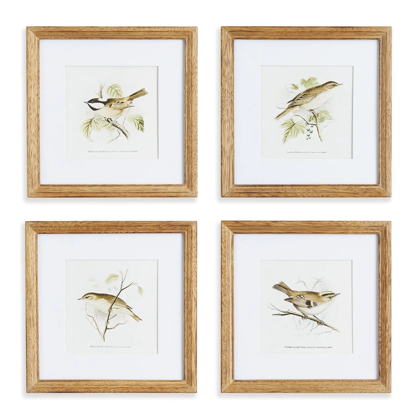 PERCHING BIRD STUDY PETITE, SET OF 4