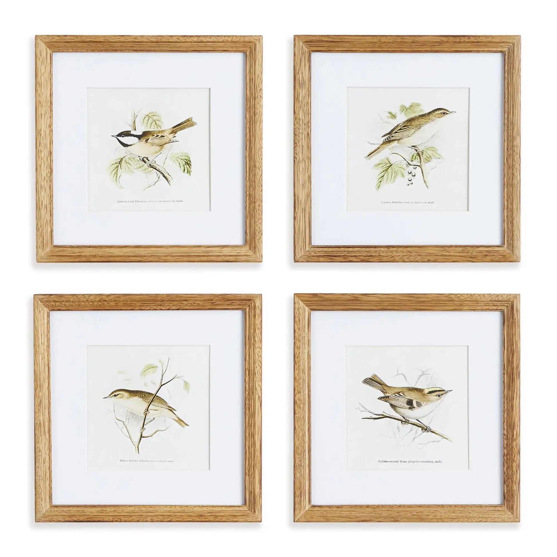 PERCHING BIRD STUDY PETITE, SET OF 4