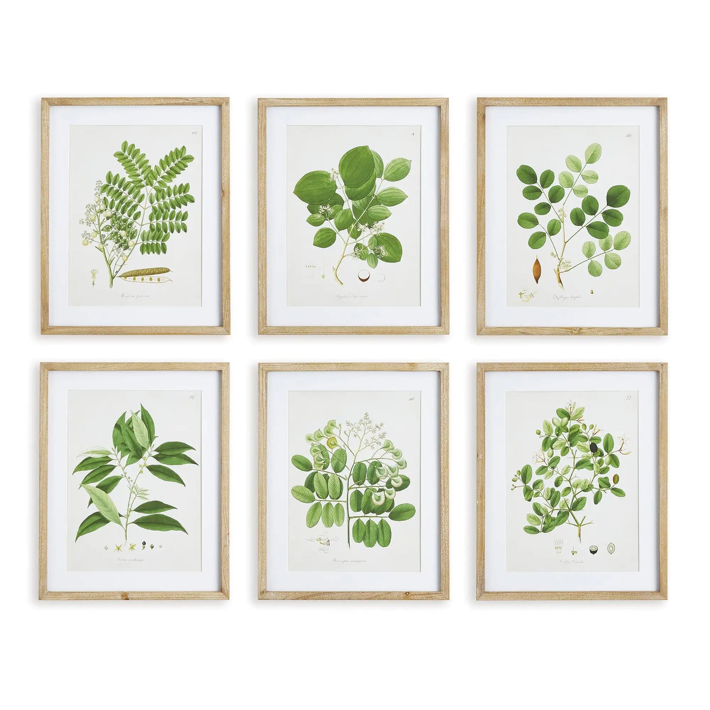TREE LEAF STUDY, SET OF 6
