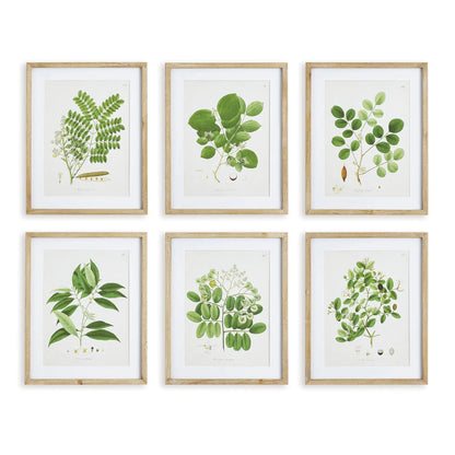 TREE LEAF STUDY, SET OF 6