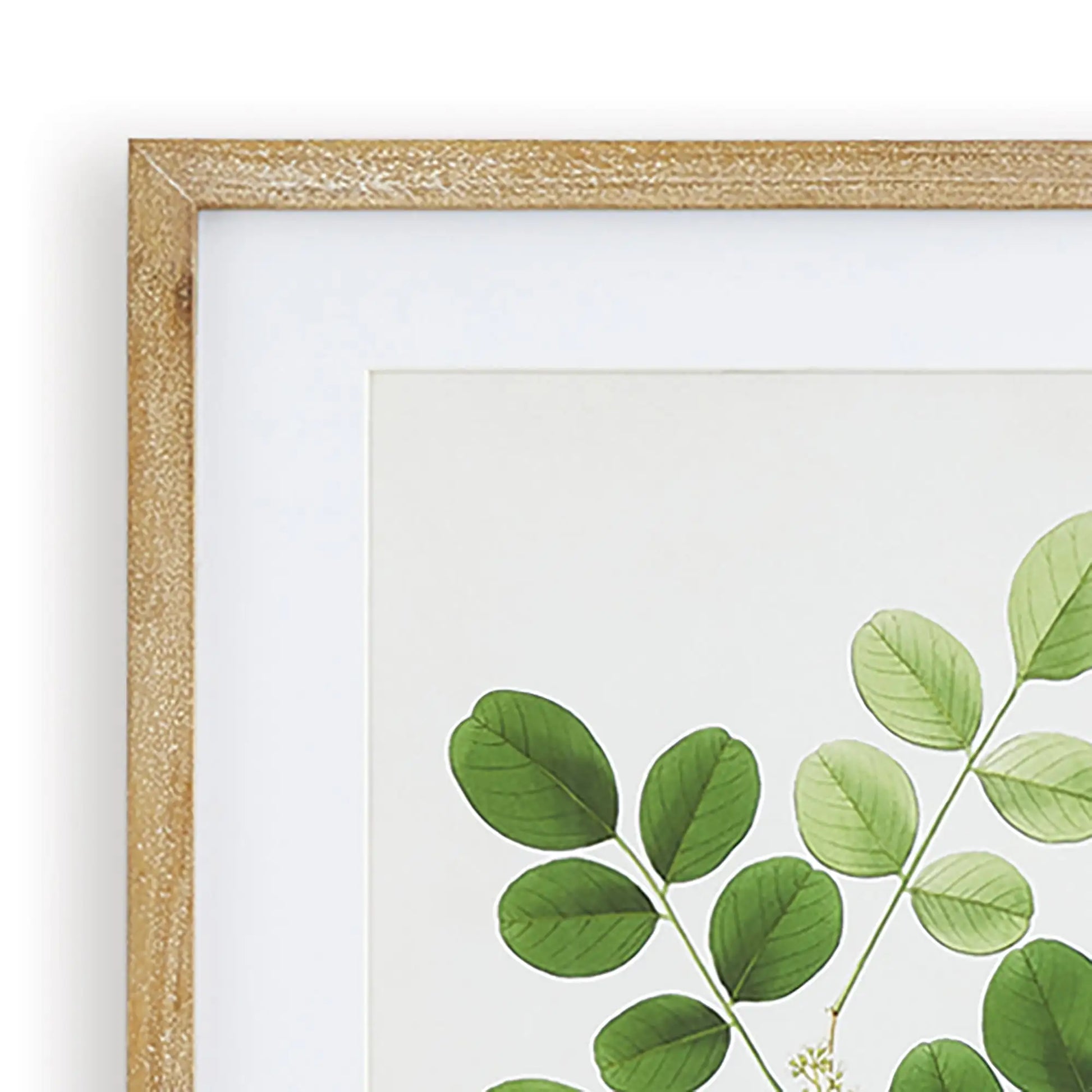 TREE LEAF STUDY, SET OF 6 - view 4