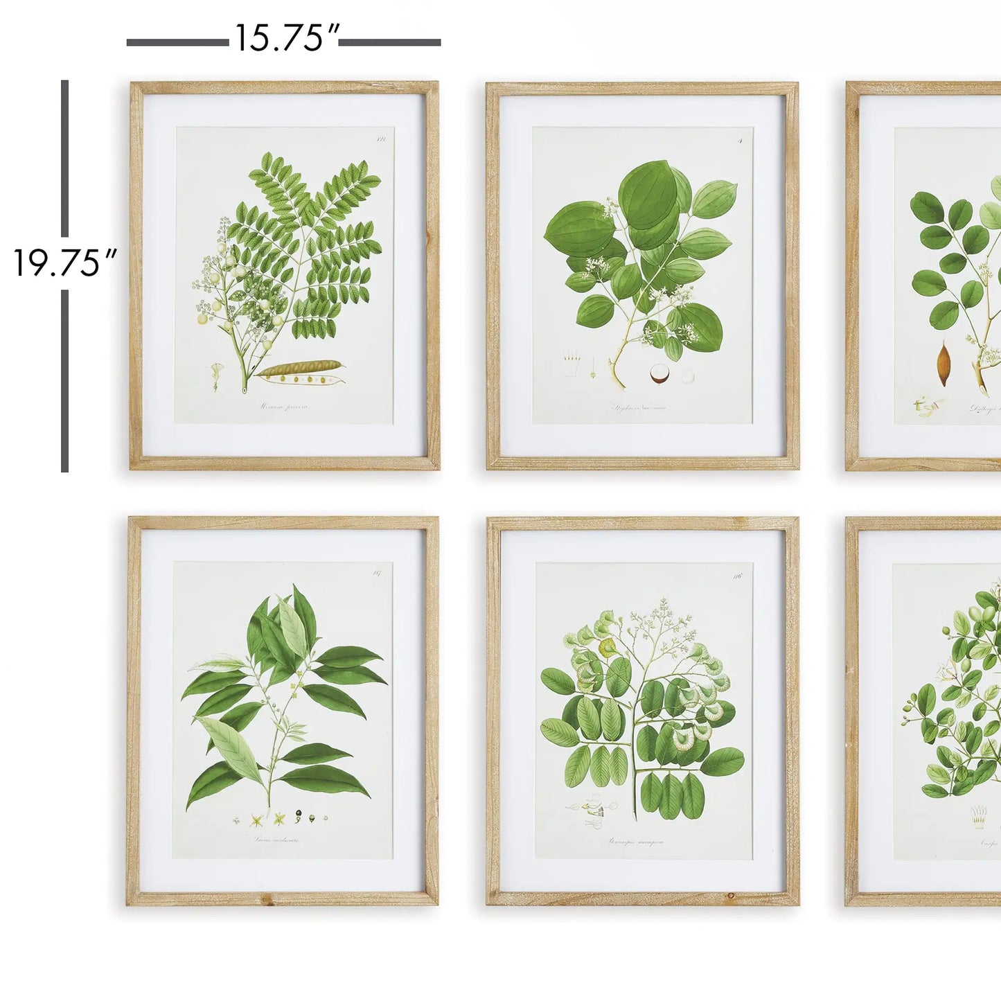 TREE LEAF STUDY, SET OF 6 - view 2