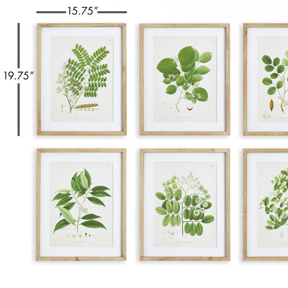 TREE LEAF STUDY, SET OF 6 - view 2