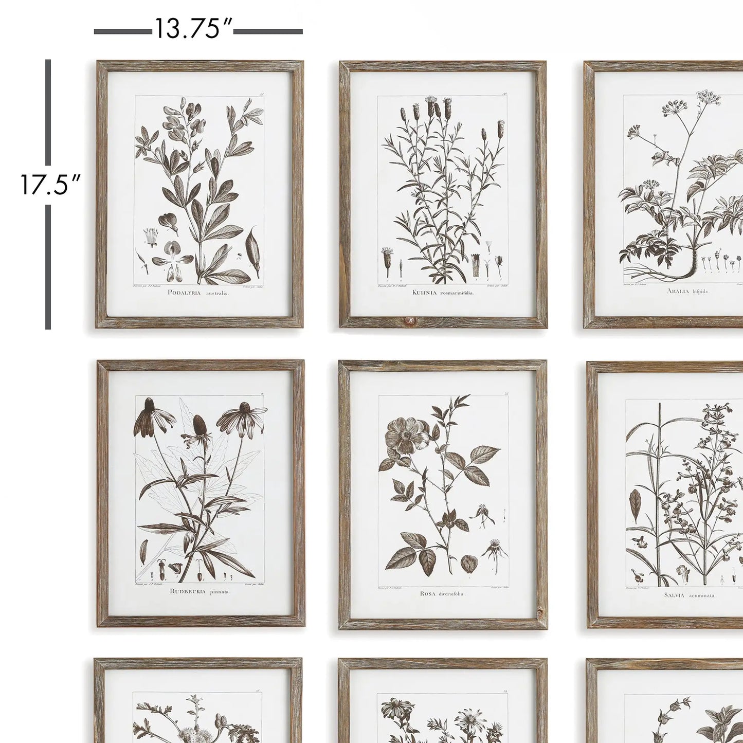 RUSTIC FOLIAGE STUDY, SET OF 9 - view 2