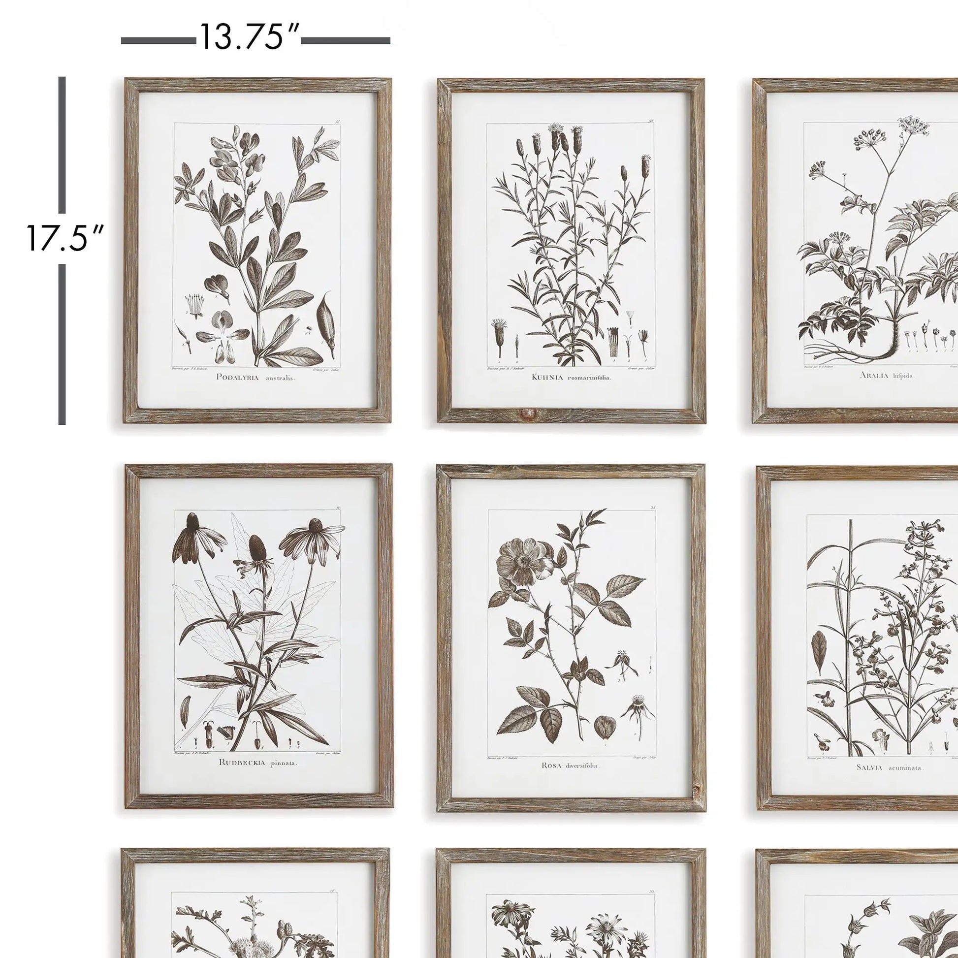 RUSTIC FOLIAGE STUDY, SET OF 9 - view 2