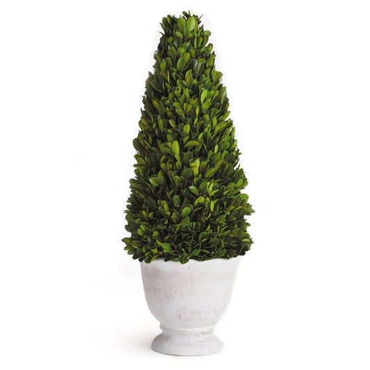 BOXWOOD CONE TOPIARY IN POT