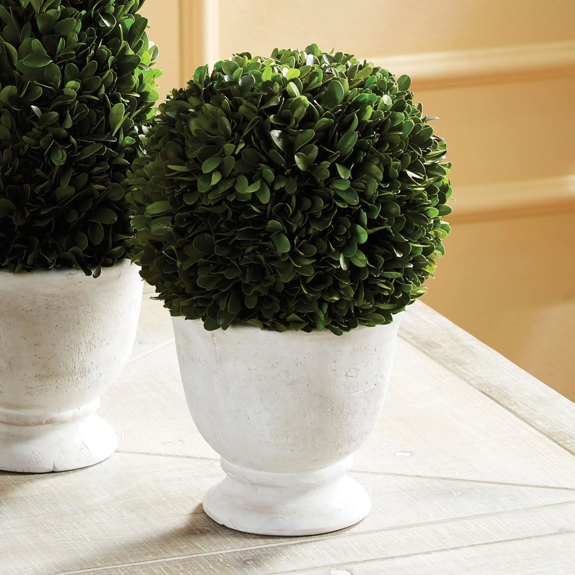 BOXWOOD BALL TOPIARY IN POT LARGE - view 2