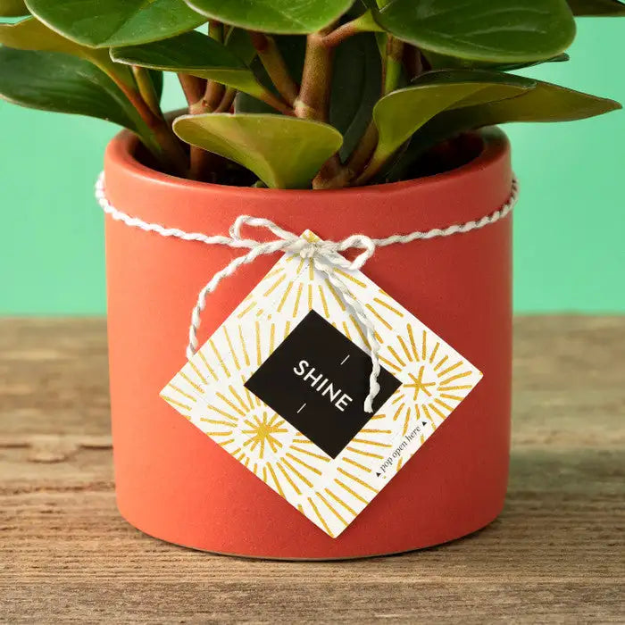 Thoughtfulls - SHINE Pop-open Affirmation Cards - 30 Count