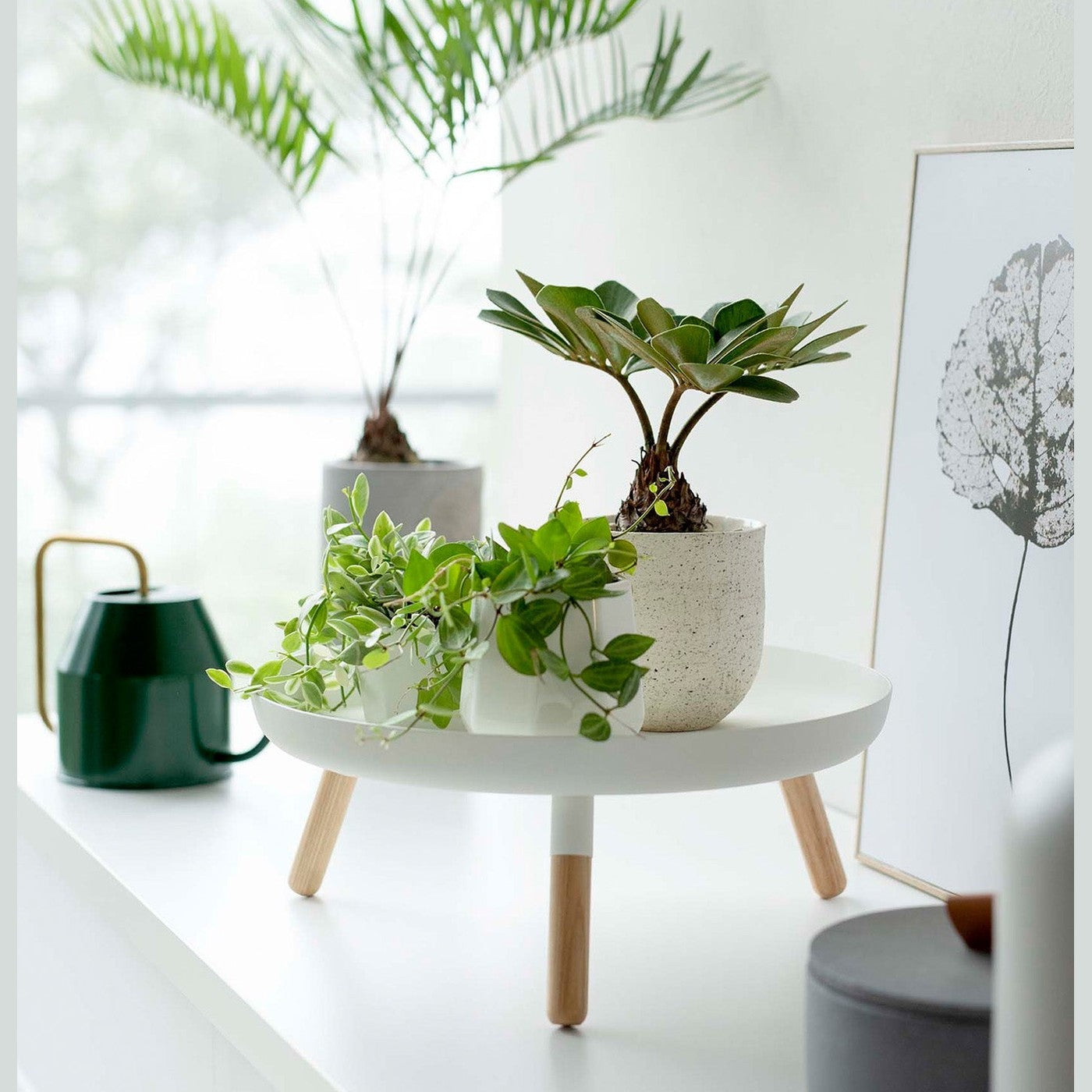 White Yamazaki Countertop Pedestal Tray with plants on top