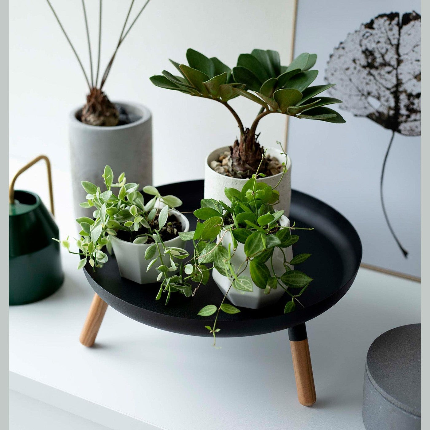 Close up view of black Yamazaki Countertop Pedestal Tray with plants on top