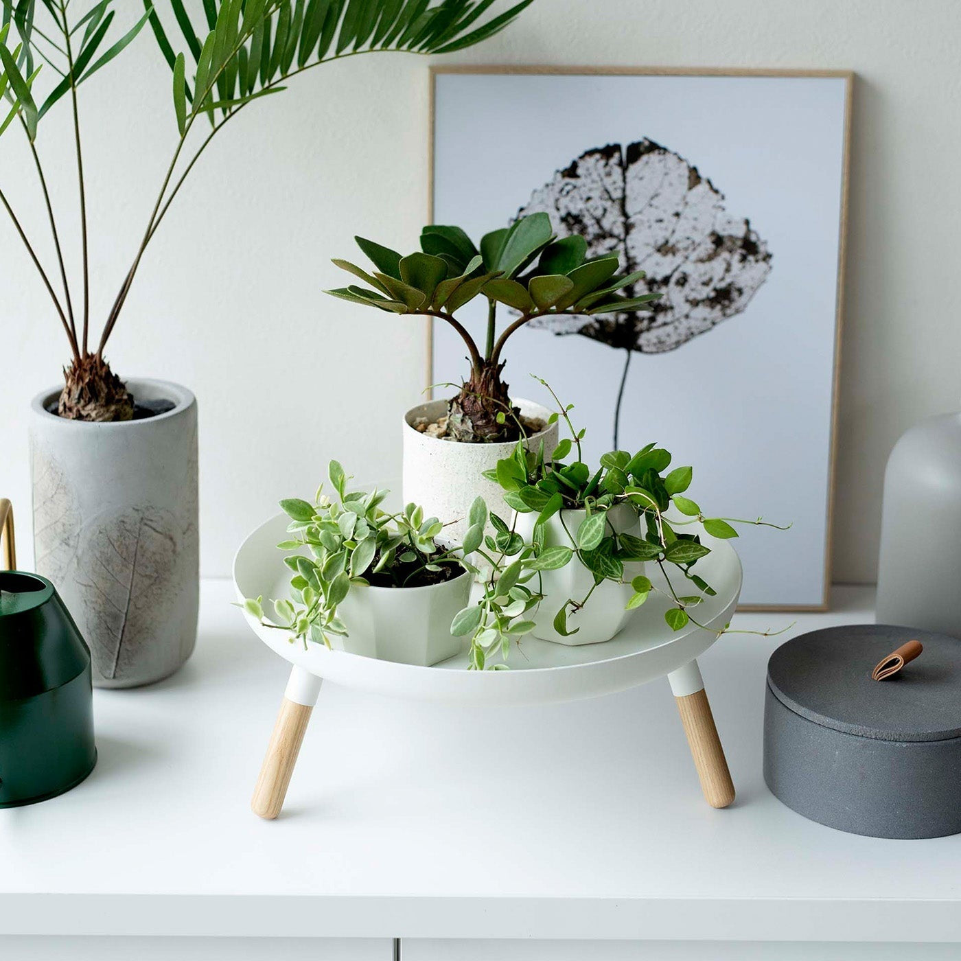 Frontal view of white Yamazaki Countertop Pedestal Tray with plants on top