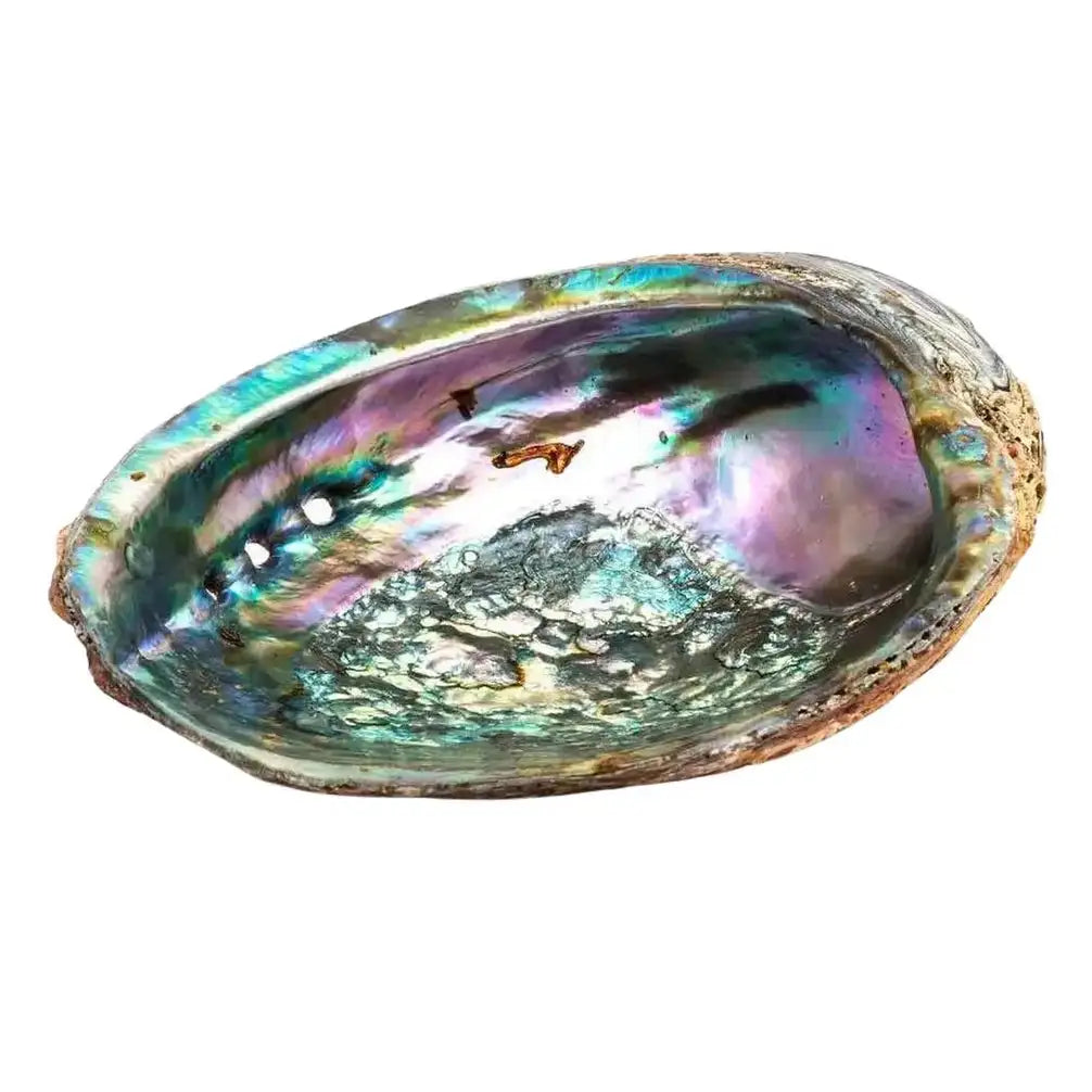 Abalone Shell - Medium (Bagged)